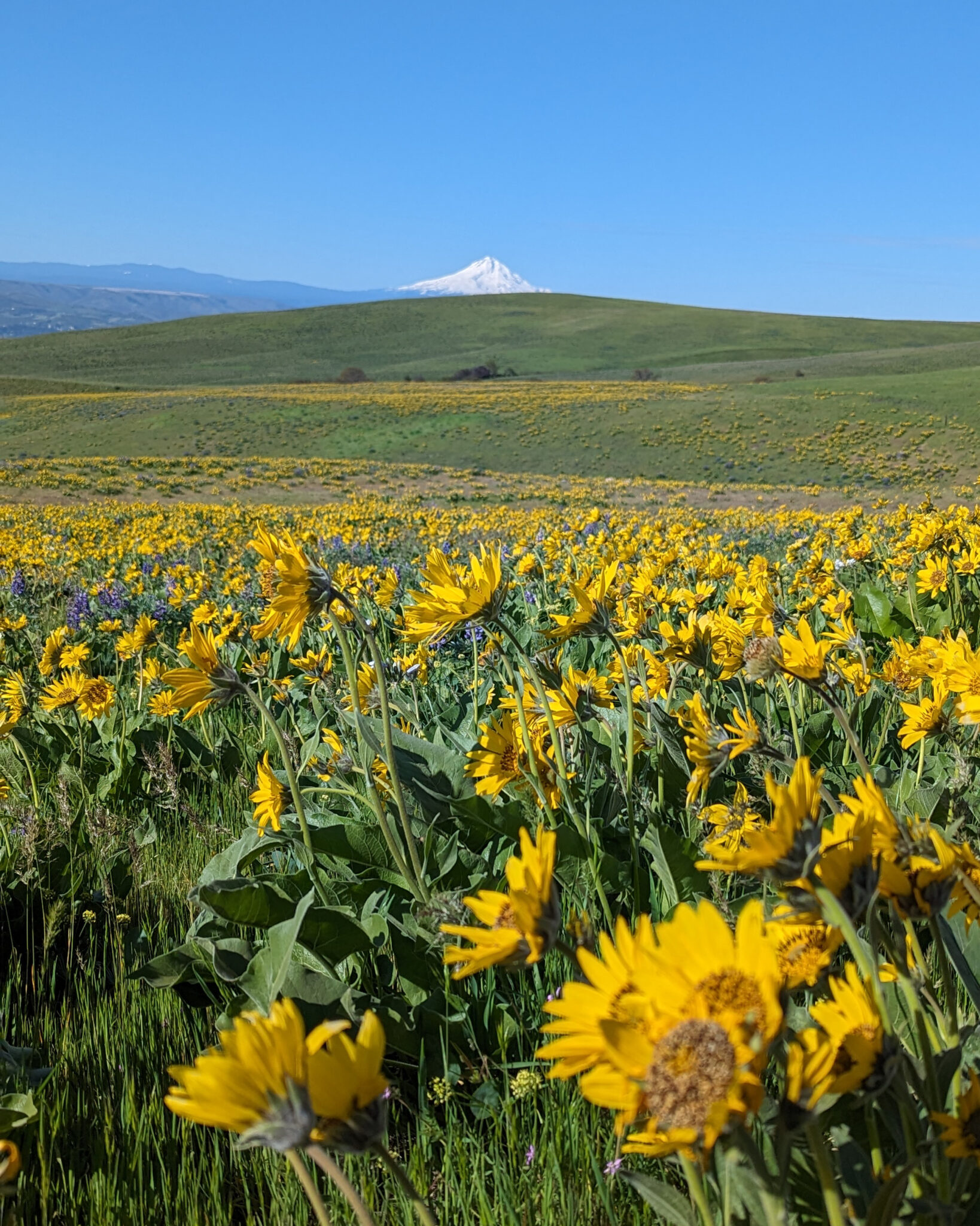 Where to Find Spring Wildflowers in Washington & the Columbia River Gorge
