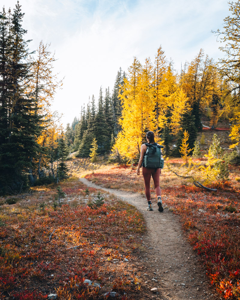 Windy Pass in the Fall near Harts Pass which is filled with larches